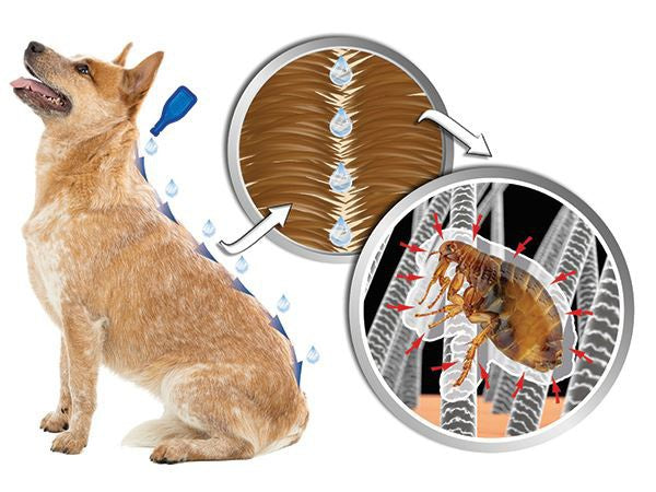 Line-on Beaphar IMMO Shield for dogs M 3x3 ml