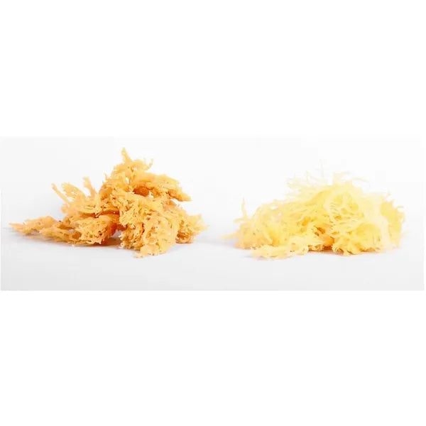 Delicious Irish moss 250g